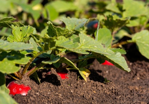 Błędy ogrodnika w marcu. Tak zrujnujesz swój warzywnik