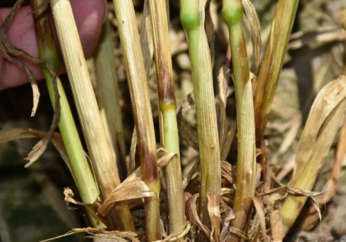 Trzy choroby źdźbła, które potrafią zniszczyć łan. Rolnicy często je mylą