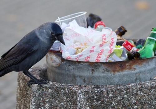Tego nie wolno wyrzucać do ulicznych śmietników. Grzywna nie niższa niż 500 zł