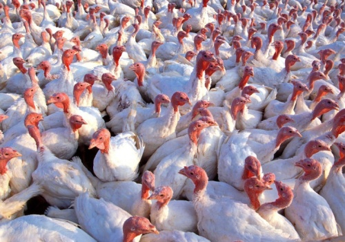 Po 30 latach wybuch choroby Newcastle w Brandenburgii. 23 000 indyków zabitych