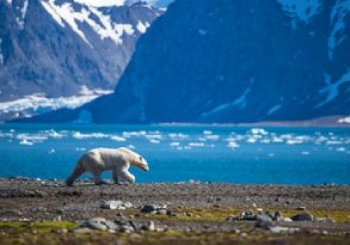 Cieplejsza woda w Arktyce uderza w ryby. Nie będzie czego łowić