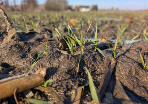 Ozime po mrozach – przesiewać czy ratować? Kluczowe progi obsady i nawożenie