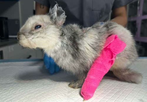 Znaleziono ciężko rannego królika w centrum Krakowa. Policja ustaliła sprawcę