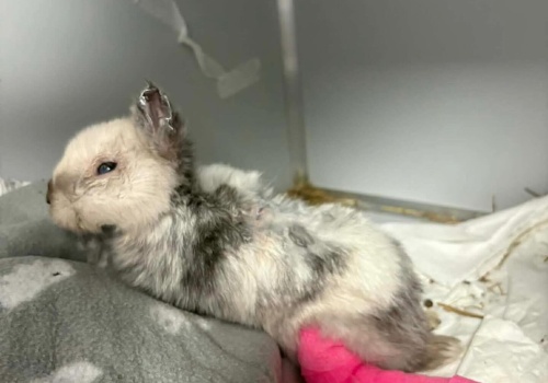 Oprawca królika Marcysia zatrzymany! Czas na karę