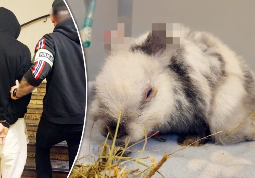 To on miał skatować królika Marcysia. 21-latek w rękach policji