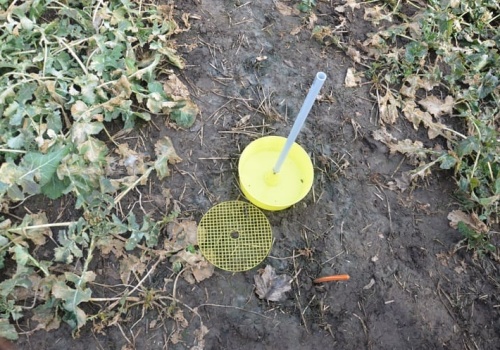 Szara pleśń i chowacze ruszają wcześniej. Rolnicy muszą przyspieszyć monitoring