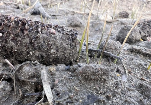 Siewki w stresie, ale żywe. Pszenica po kukurydzy ma potencjał