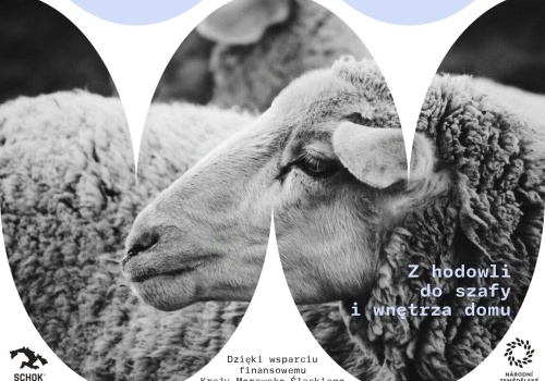 Ostrawę opanują… owce. Już jutro rusza Ostrava Wool Fest