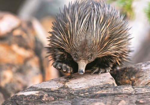 Tego ssaka pokrywają grube kolce. Ale to nie jest jego najdziwniejsza cecha