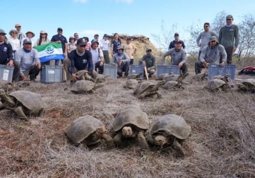 Na Floreanę wróciły żółwie. Przygotują ekosystem na przyjęcie innych gatunków