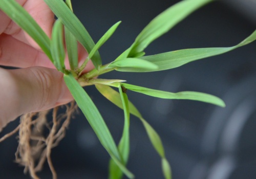 Nowy produkt z siarką od Grupy Azoty - DuoS