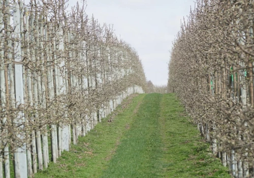 Programy Ochrony Roślin Sadowniczych i Jagodowych 2026 – skuteczna ochrona w czasach ograniczonych narzędzi