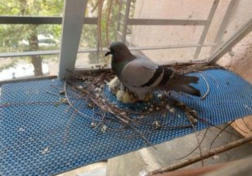 Przebywają w gniazdach gołębi. 