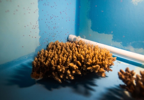 Canon otwiera laboratorium hodowli koralowców, wspierające działania na rzecz regeneracji raf koralowych