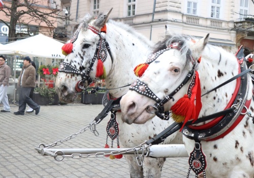 Ministerstwo odmawia wpisu krakowskich dorożek na listę UNESCO