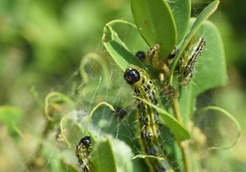 Pryskam tym bukszpan każdej wiosny. Ten oprysk z przyprawy to hit na ćmę bukszpanową