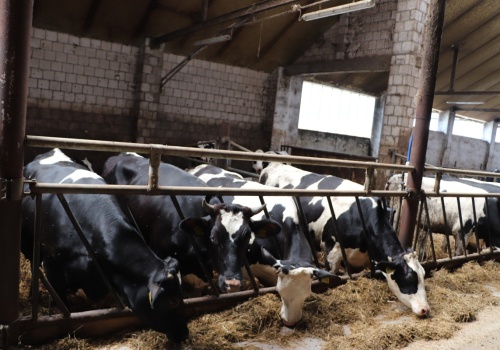Groźny wirus znów w stadach! Nowy przypadek BT u bydła