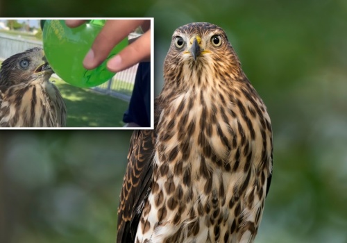 Nagrał, jak daje krogulcowi alkohol. Amerykanin skazany na więzienie
