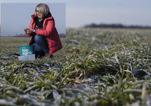 Ta zima mogła zniszczyć oziminy. Jak szybko ocenić straty na polu?