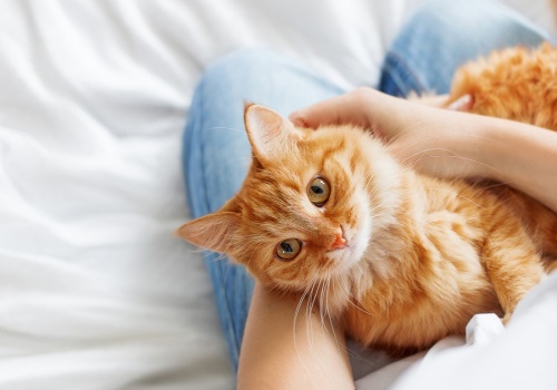 Nowotwór u kota. Naukowcy twierdzą, że jest podobny do raka u ludzi