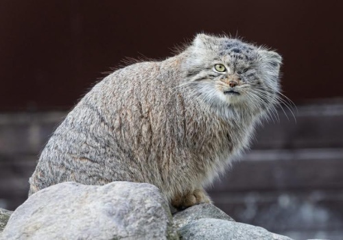 Ogromne zaniedbania z poznańskim zoo! Amputacja palców u małpy saki. Samica manula – Bożenka poszukiwana!