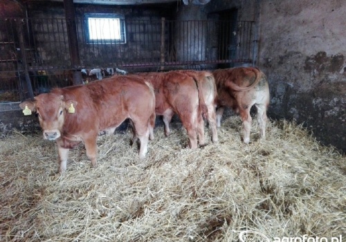 Choroba niebieskiego języka 2026: 6 ognisk, w tym nowe w Opolskiem