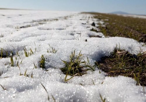 Roztopy ratują pola czy grożą uduszeniem ozimin? Woda jest, ale nie wszędzie tam, gdzie potrzeba