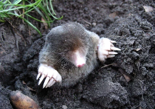 Wrzuć 2 kulki do każdej dziury w ziemi. Krety i nornice uciekną w 2 dni. Testujemy trik ogrodników