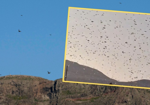 Nalot szarańczy na popularną hiszpańską wyspę. W sieci krążą nagrania