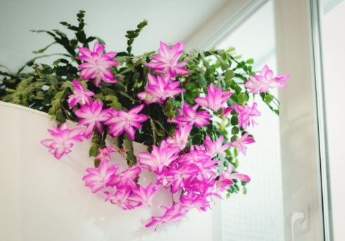 Zrób to z grudnikiem w marcu. Na wiosnę obsypie się kwiatami