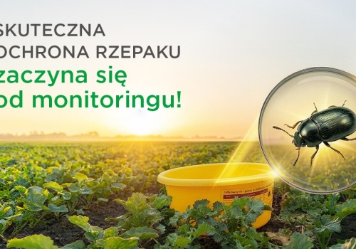 Kiedy naprawdę zaczyna się sezon wiosennej ochrony insektycydowej rzepaku?