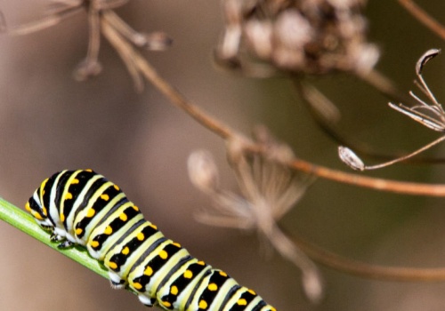 Czy owady rozmawiają ze sobą? Oczywiście: oto międzygatunkowy dowód
