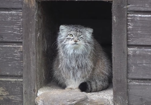 Bożenka z poznańskiego zoo zaginęła. Trwa akcja poszukiwawcza