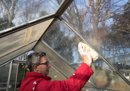 Nie sadź jeszcze pomidorów. Najpierw umyj szklarnię – jeden błąd kosztuje plony