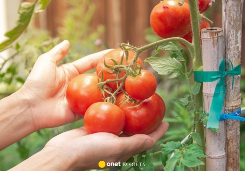 Podlewaj tym pomidory. Wzmocnisz sadzonki i uchronisz przed chorobami