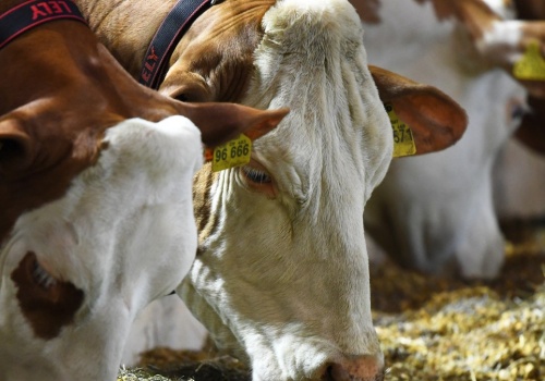 Skażone mięso może wciąż trafiać do UE. Niepokojące wnioski z audytu