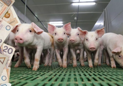 Nagły skok cen prosiąt w Polsce. Rolnicy płacą już ponad 300 zł