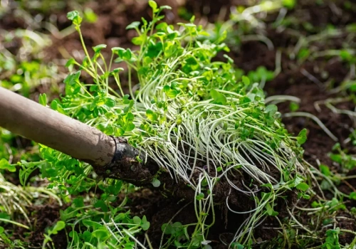 Posiej te rośliny przed pomidorami. To sekret obfitych zbiorów