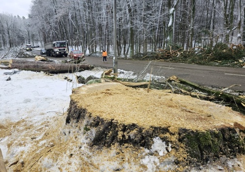 Chcą zdążyć z wycinką drzew pod ul. Nowobałtycką przed okresem ochronnym
