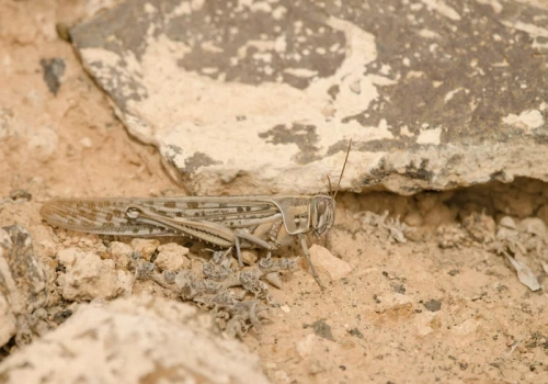 Inwazja szarańczy nad wyspami w Europie. Tutaj nadchodzą trudne dni