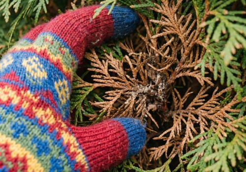 Brązowieje od środka? Zamiast ratować w nieskończoność, rozważ coś innego