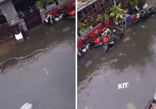 Wielka ulewa i powódź na Bali. Po ulicach pływają gigantyczne pytony! WIDEO