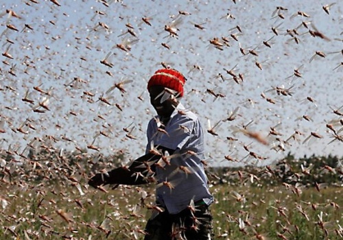 Na Wyspach Kanaryjskich niebo zasnuły roje szarańczy