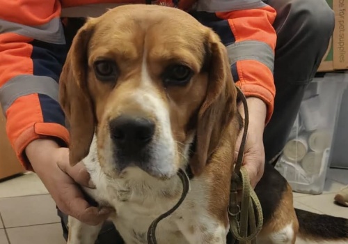 Piesek trafił do okna życia. Powód oddania łamie serce