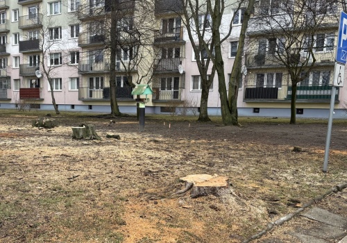 Z Łodzi zniknęło 1000 drzew. Większość była w dobrym stanie