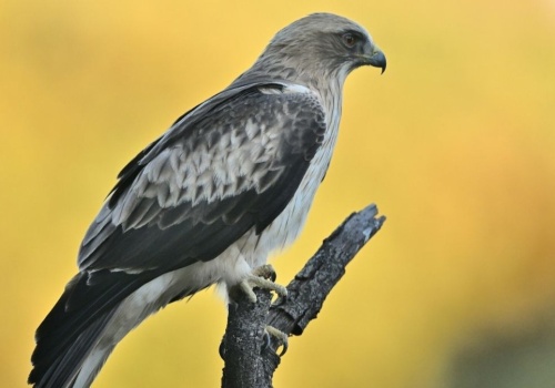 To najmniejszy orzeł Europy. Jeśli go spotkasz, masz niebywałe szczęście