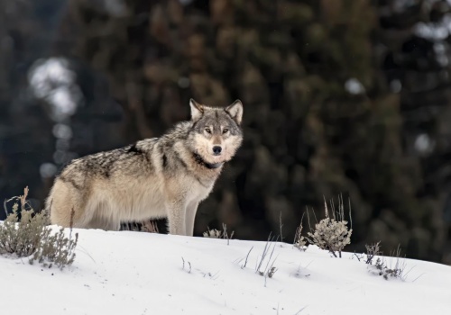 Osobowość samotnego wilka – 8 cech ludzi, którzy wolą być autentyczni niż szukać poklasku. Czy jesteś jednym z nich?