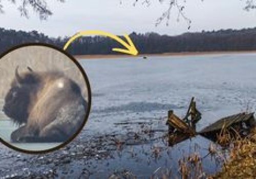 Strażacy uratowali żubra, który utknął na zamarzniętym jeziorze