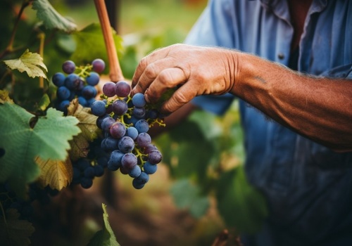 Zrób to z winoroślą zimą. W sezonie będziesz zbierać owoce koszami