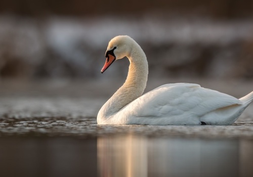 Martwy łabędź w mieszkaniu. Policja bada sprawę znęcania nad zwierzęciem